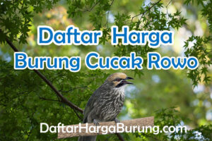 Harga Burung Cucak Rowo