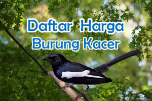 Harga Burung Kacer