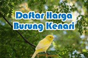 Harga Burung Kenari