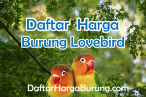 Harga Burung Lovebird