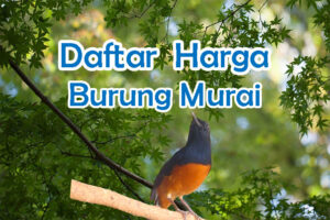 Harga Burung Murai