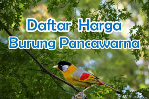 Harga Burung Pancawarna