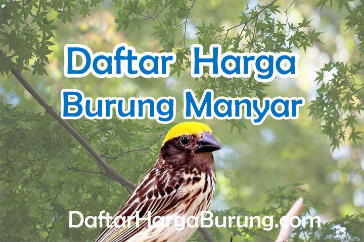 Hagar Burung Manyar