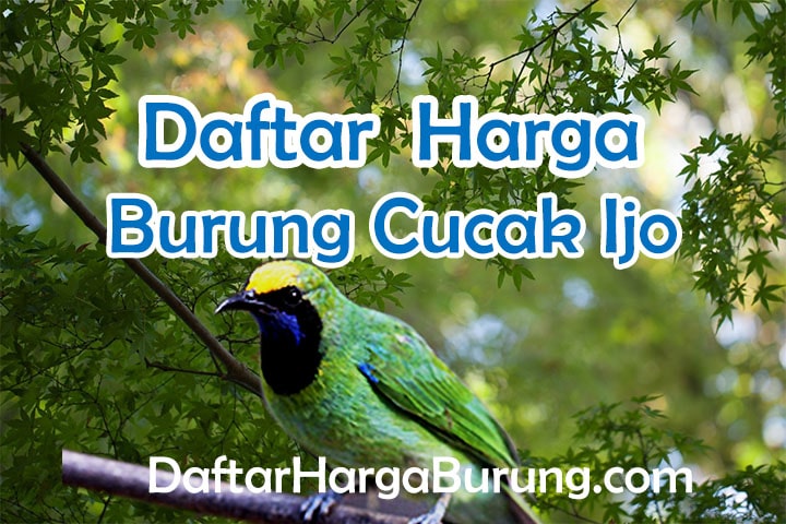 Harga Burung Cucak Ijo