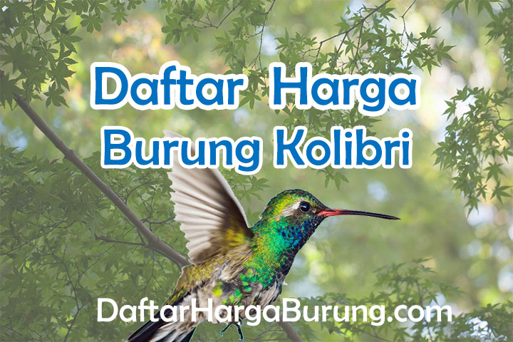 Harga Burung Kolibri