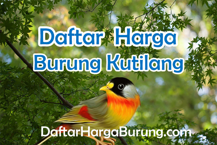 Harga Burung Kutilang