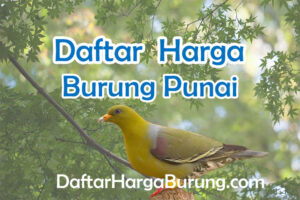 Harga Burung Punai