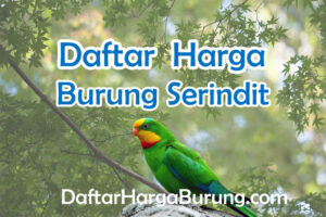 Harga Burung Serindit