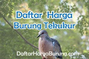 Harga Burung Tekukur