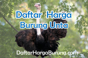 Harga Burung Unta