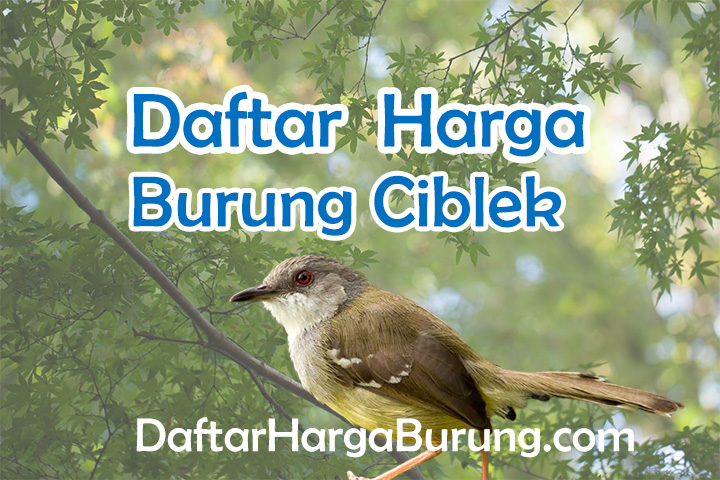 Harga Burung Ciblek