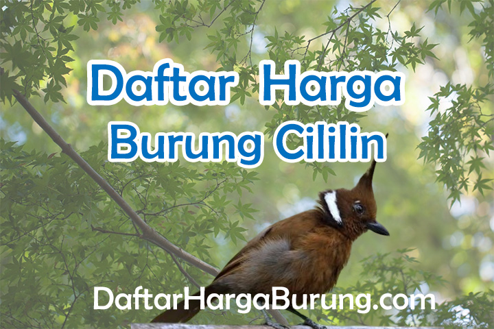 Harga Burung Cililin