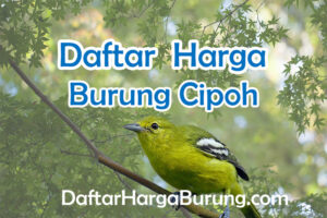 Harga Burung Cipoh