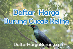 Harga Burung Cucak Keling