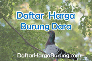 Harga Burung Dara