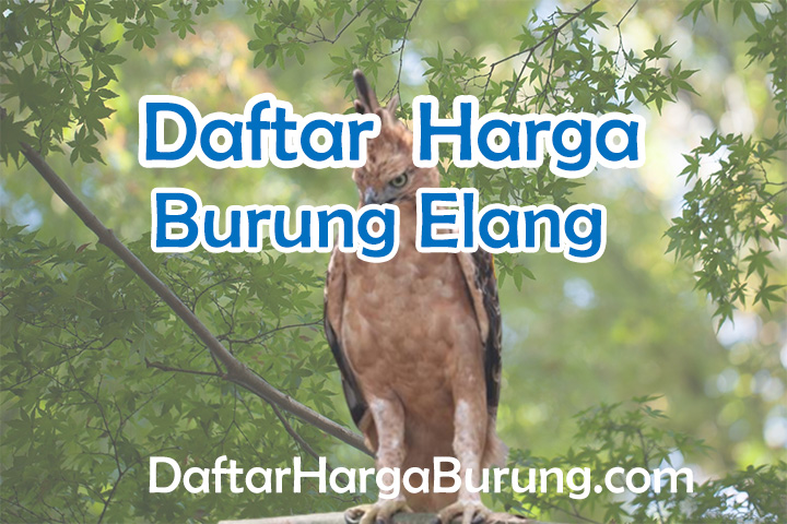 Harga Burung Elang