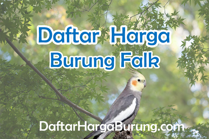 Harga Burung Falk