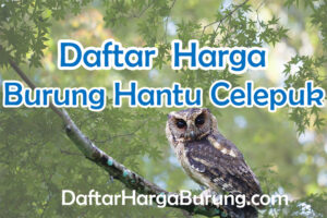 Harga Burung Hantu Celepuk