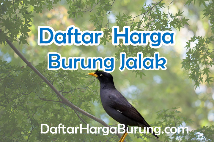 Harga Burung Jalak