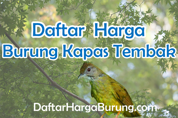 Harga Burung Kapas Tembak