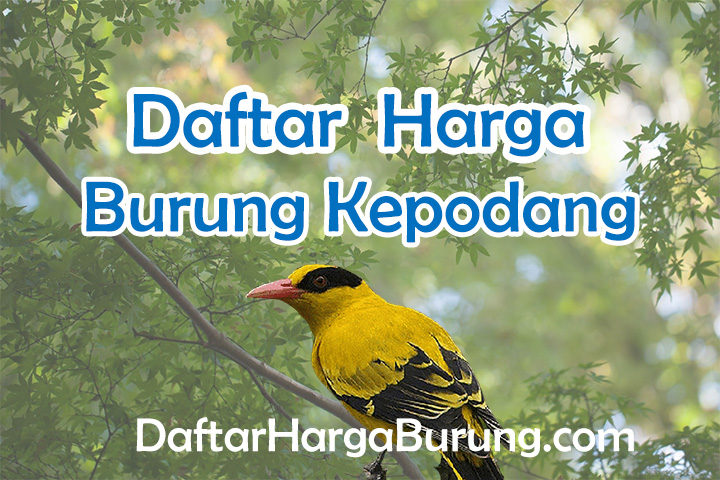 Harga Burung Kepodang