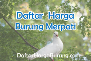 Harga Burung Merpati