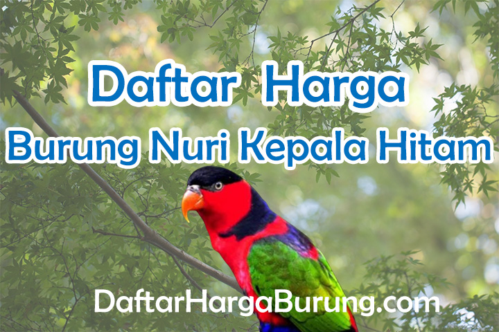 Harga Burung Nuri Kepala Hitam