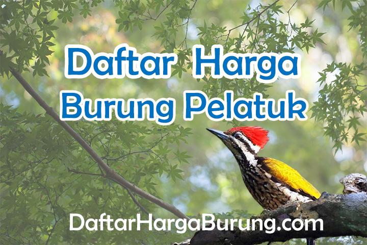 Harga Burung Pelatuk