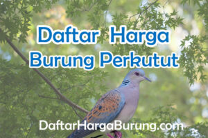 Harga Burung Perkutut