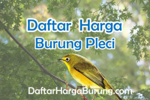 Harga Burung Pleci