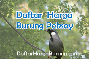 Harga Burung Poksay