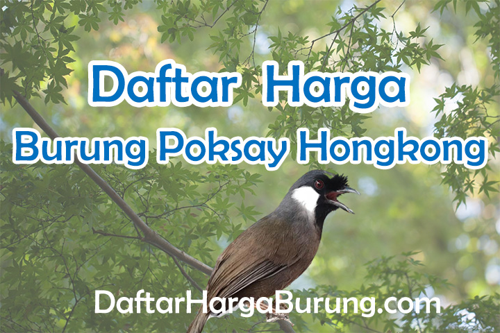 Harga Burung Poksay Hongkong