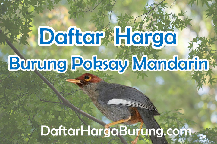 Harga Burung Poksay Mandarin