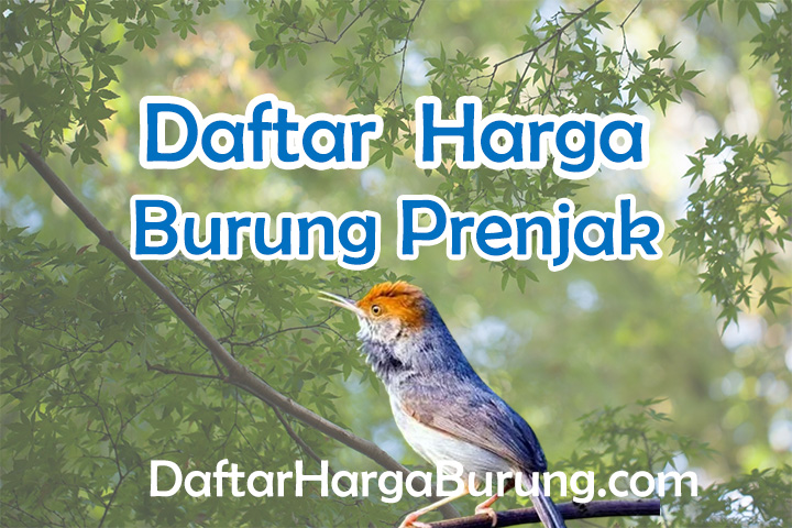 Harga Burung Prenjak