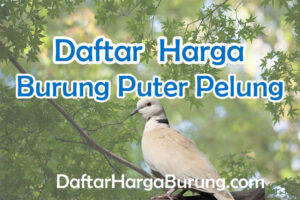 Harga Burung Puter Pelung