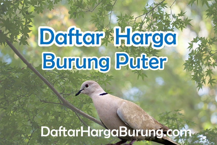 Harga Burung Puter