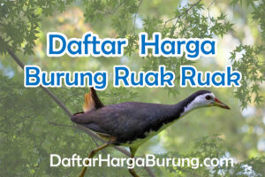 Harga Burung Ruak-Ruak