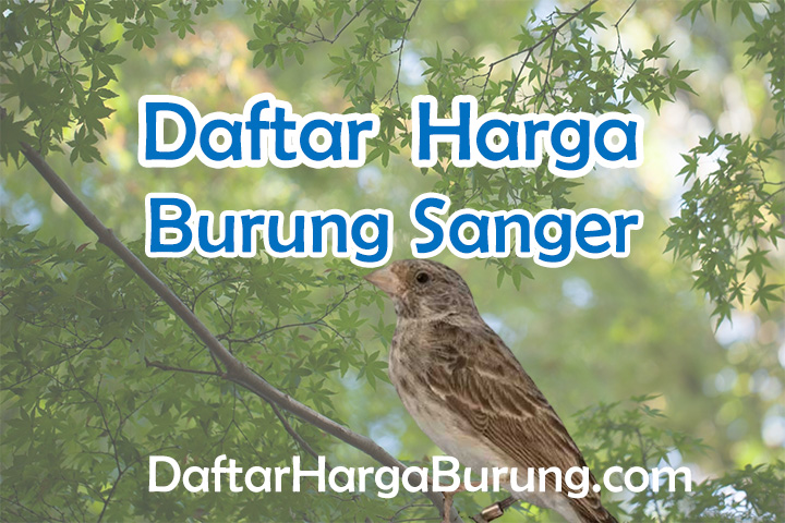 Harga Burung Sanger