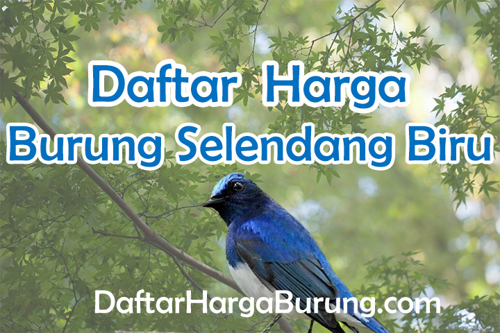 Harga Burung Selendang Biru