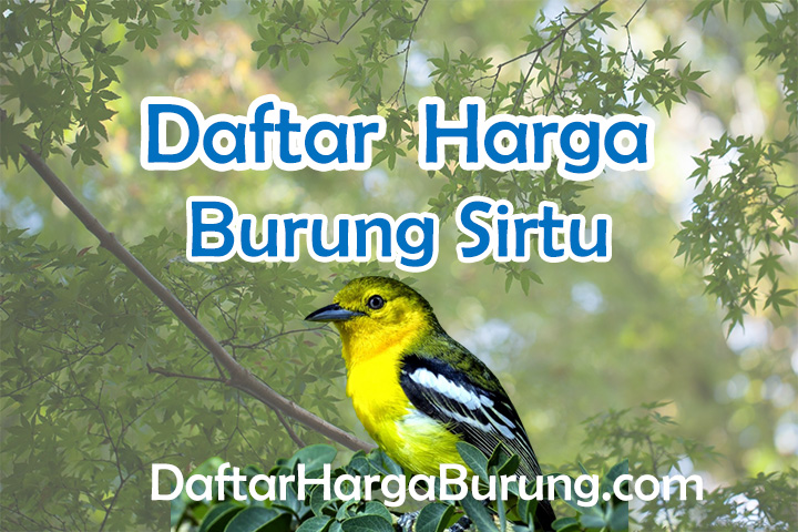 Harga Burung Sirtu