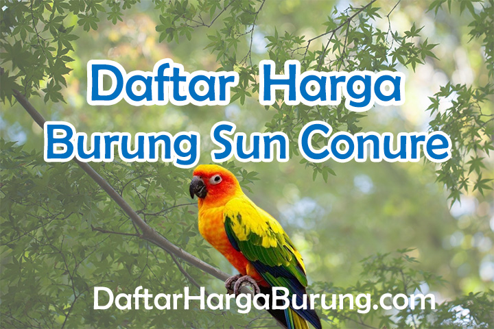Harga Burung Sun Conure