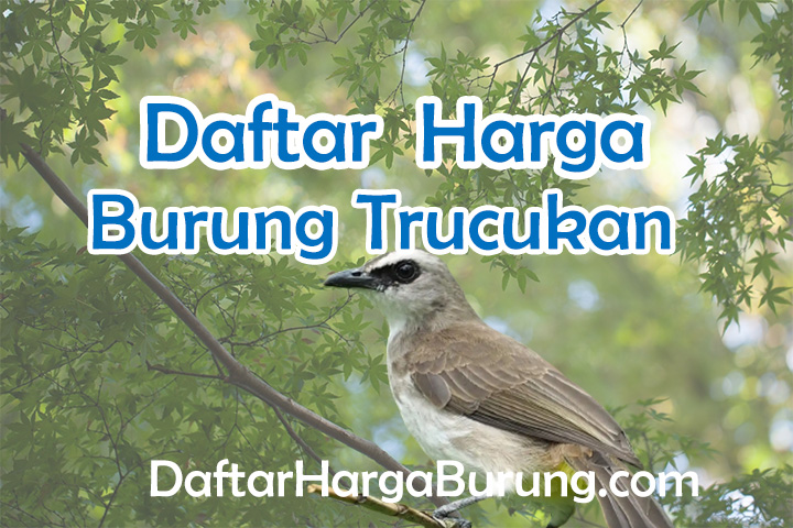 Harga Burung Trucukan