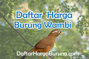 Harga Burung Wambi