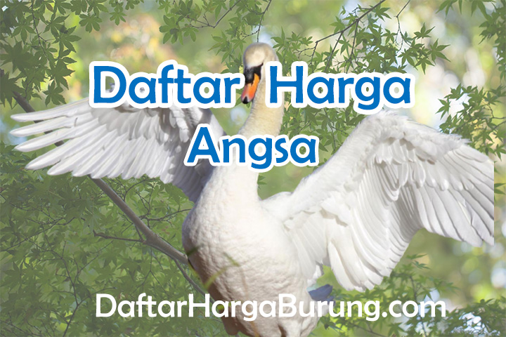 Harga Angsa