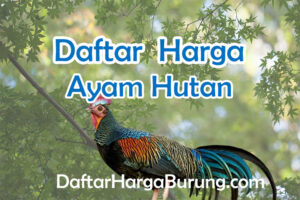 Harga Ayam Hutan