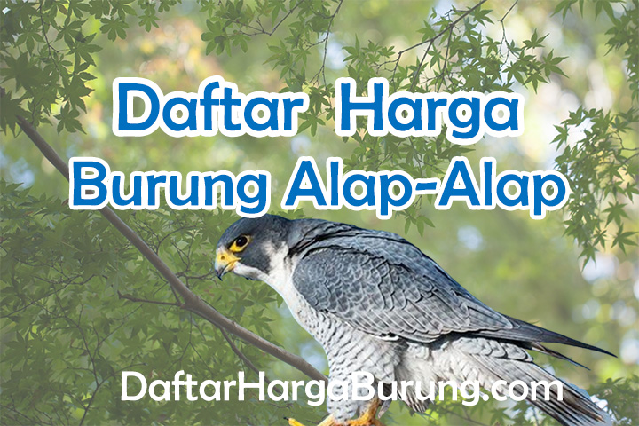 Harga Burung Alap-Alap