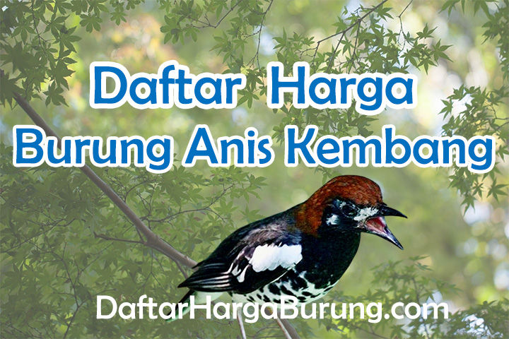 Harga Burung Anis Kembang