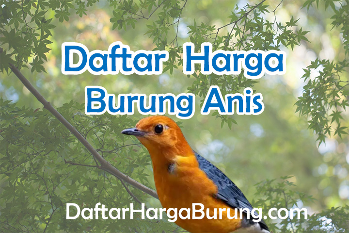 Harga Burung Anis