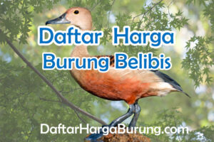 Harga Burung Belibis