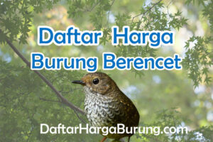 Harga Burung Berencet